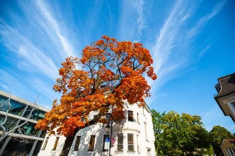 Haus mit Laubbaum Stock Photos