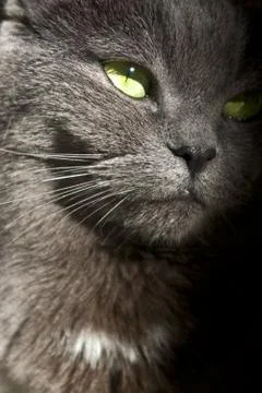 Hauskatze Stock Photos