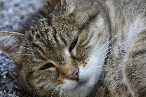 Hauskatze Stock Photos