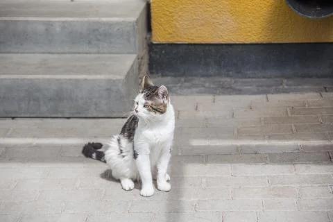 Hauskatze Stock Photos