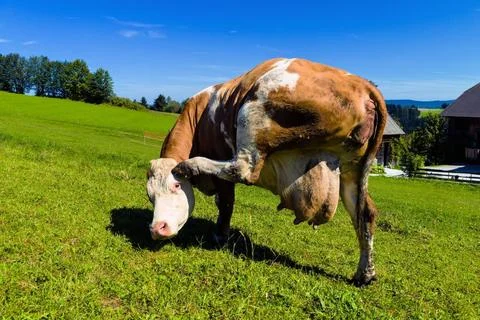 Hausrind (Bos primigenius f. taurus), Kuh steht auf einer Weide und kratzt... Stock Photos