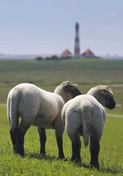 Hausschaf (Ovis ammon f. aries), zwei junge Schafe stehen zusammen, Leucht... Stock Photos
