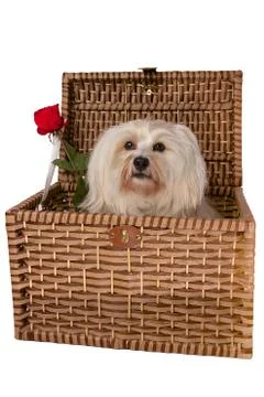 Havanese in basket Stock Photos