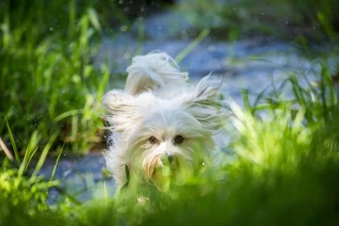 Havanese comes storming Stock Photos