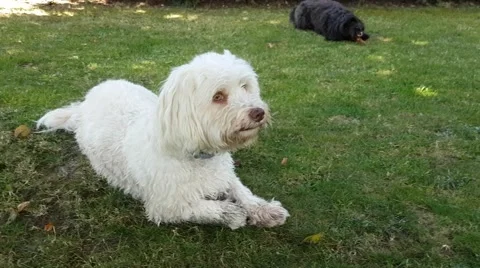 Havanese dog chewing on a bone Stock Footage 67512797