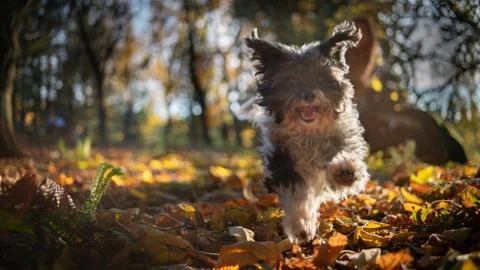 Havanese Dog playing In Autumn Fall Leaves Stock Photos