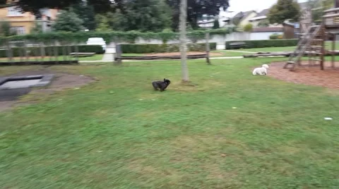Havanese dogs playing in the park Stock Footage 67860623