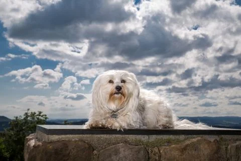 Havanese in heaven Stock Photos