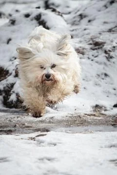 Havanese on landing Foto stock