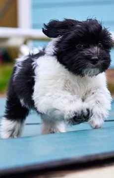 A havanese leap Foto stock
