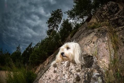 Havanese on the mountain Foto stock