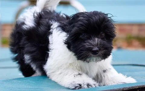Havanese ready to play Foto stock