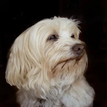 Havanese Senior Stock Photos