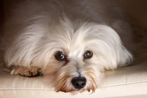 Havanese in studio Foto stock
