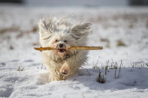 Havanese when retrieving Stock Photos