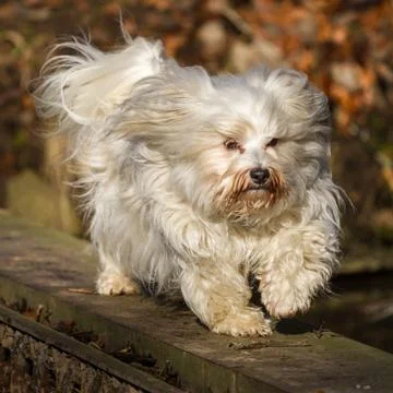Havanese while balancing Stock Photos