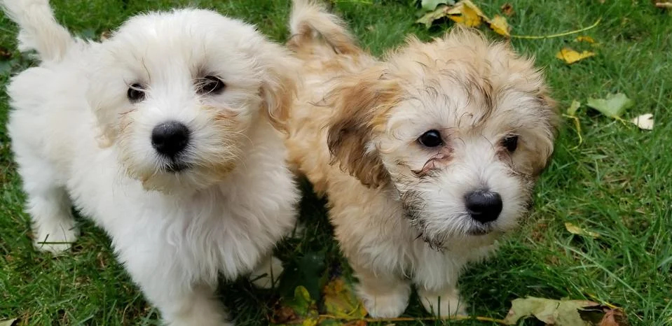 Havapoo Puppies Foto stock