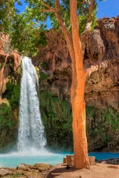 Havasu Fall Tree Stock Photos