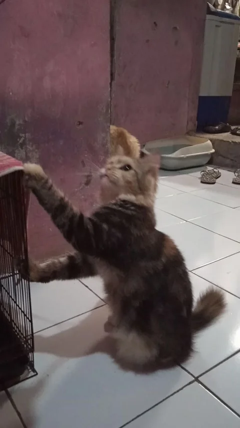 Have Fun Playing Stock-Footage 171715589