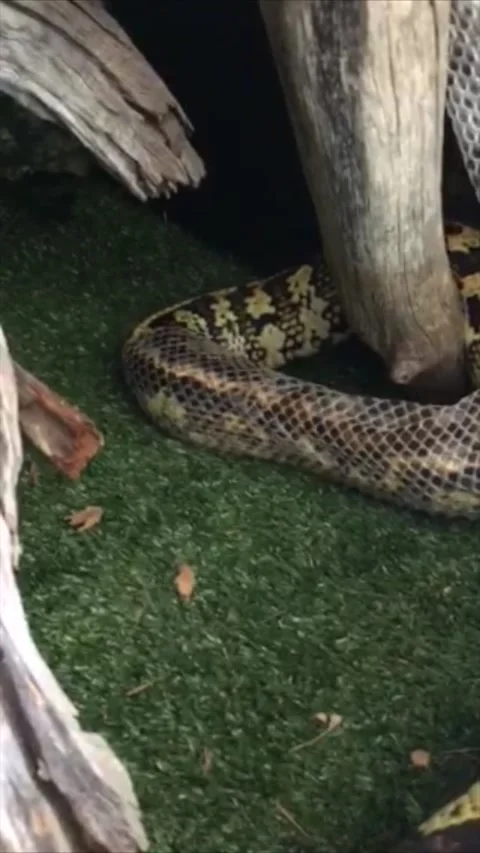 Have You Ever Seen a Python Shed Its Skin?, Yaroomba, Queensland, Australia - 18 Vidéo 205240012