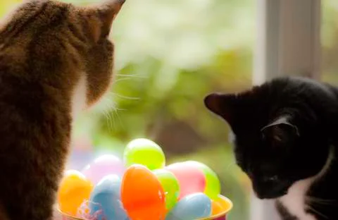 To have your eggs in one basket, cat style. Stock Photos