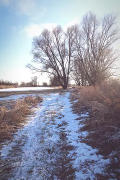 Havel river meadows in winter with typical willow trees Stock Photos