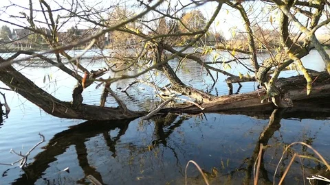 Havel river willow tree with feed marks of beaver. Vídeo Stock 99088224