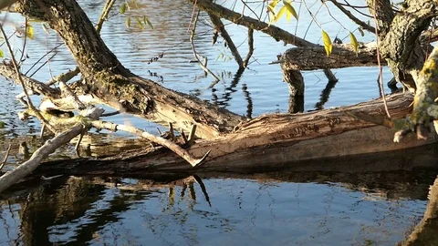 Havel river willow tree with feed marks of beaver. 스톡 동영상 99088484