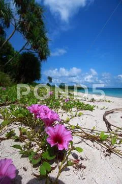 Havelock island blue sky with white clouds, andaman islands, india Stock Photos