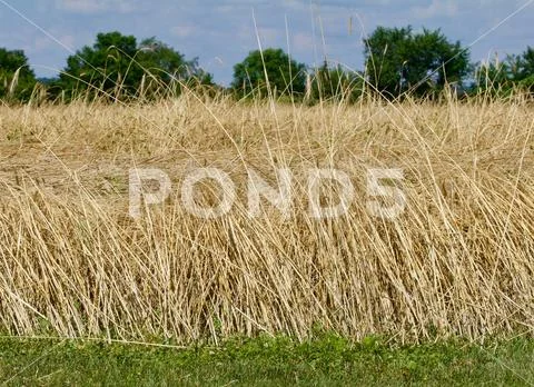 Havested Grain Field Stock Photos