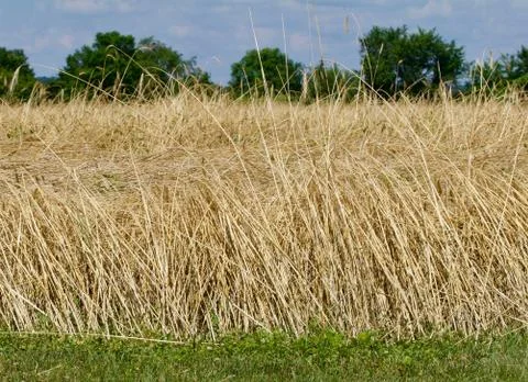 Havested Grain Field Stock Photos