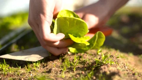 Havesting Vegetable Close up Stock Footage 94960466