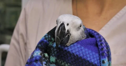 Having carefully wrapped the parrot in a blanket, the veterinarian carefully Video stock 256603368