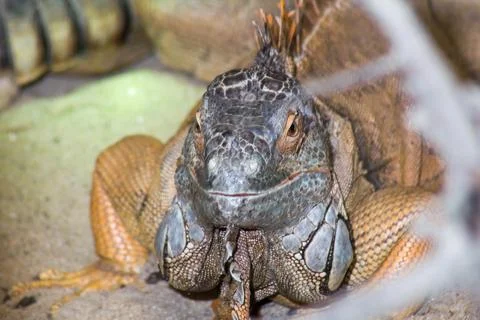 Having a conversation with an Iguana, having a break Stock Photos