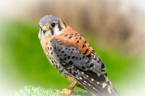 Having a conversation through eye-contact with a colourfull falcon. Foto stock