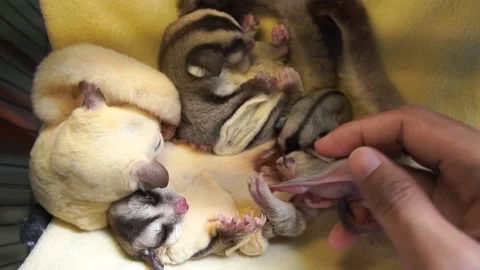 Having fun with breeding of sugar glider ( Petaurus breviceps ) Stock Footage 157150512