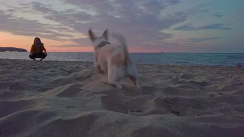 Having fun with dog at the beach Stock Footage 150589234