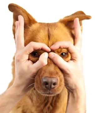 Having fun with dog Stock Photos