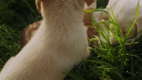 Having fun playing fight three puppy dogs on green garden background Vidéo 260788181