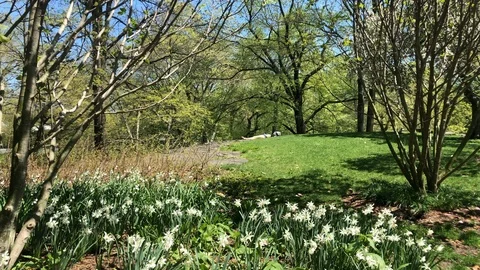 Having a Good Time in Central Park in Springtime  Stock Footage 106947034