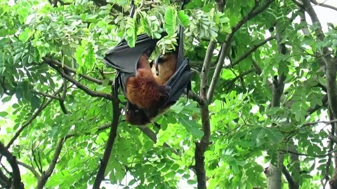 Having Intercourse Stock Footage ~ Royalty Free Stock Videos | Pond5