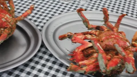 Having spider crabs at home Stock Footage 241440974