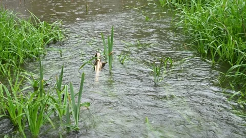 Havy raing and a whilde Stream Stock Footage 156013064