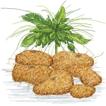 Hawaiaan arrowroot Stock Illustration