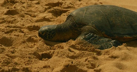 Hawaii Beached turtle Stock Footage 121582688