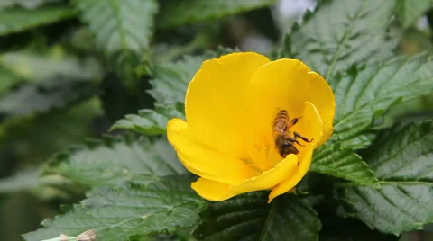 Hawaii Bee Stock Footage 5768046