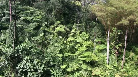 Hawaii, The big island Stock Footage