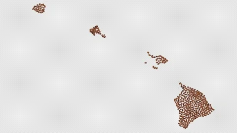 Hawaii Coffee Beans Stock Footage 147516970