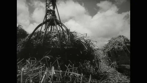Hawaii develops into an agriculture power in the 20th century growing pineapples 動画素材 74813345