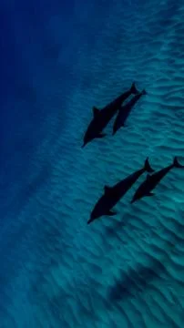 Hawaii Dolphins Stock Photos